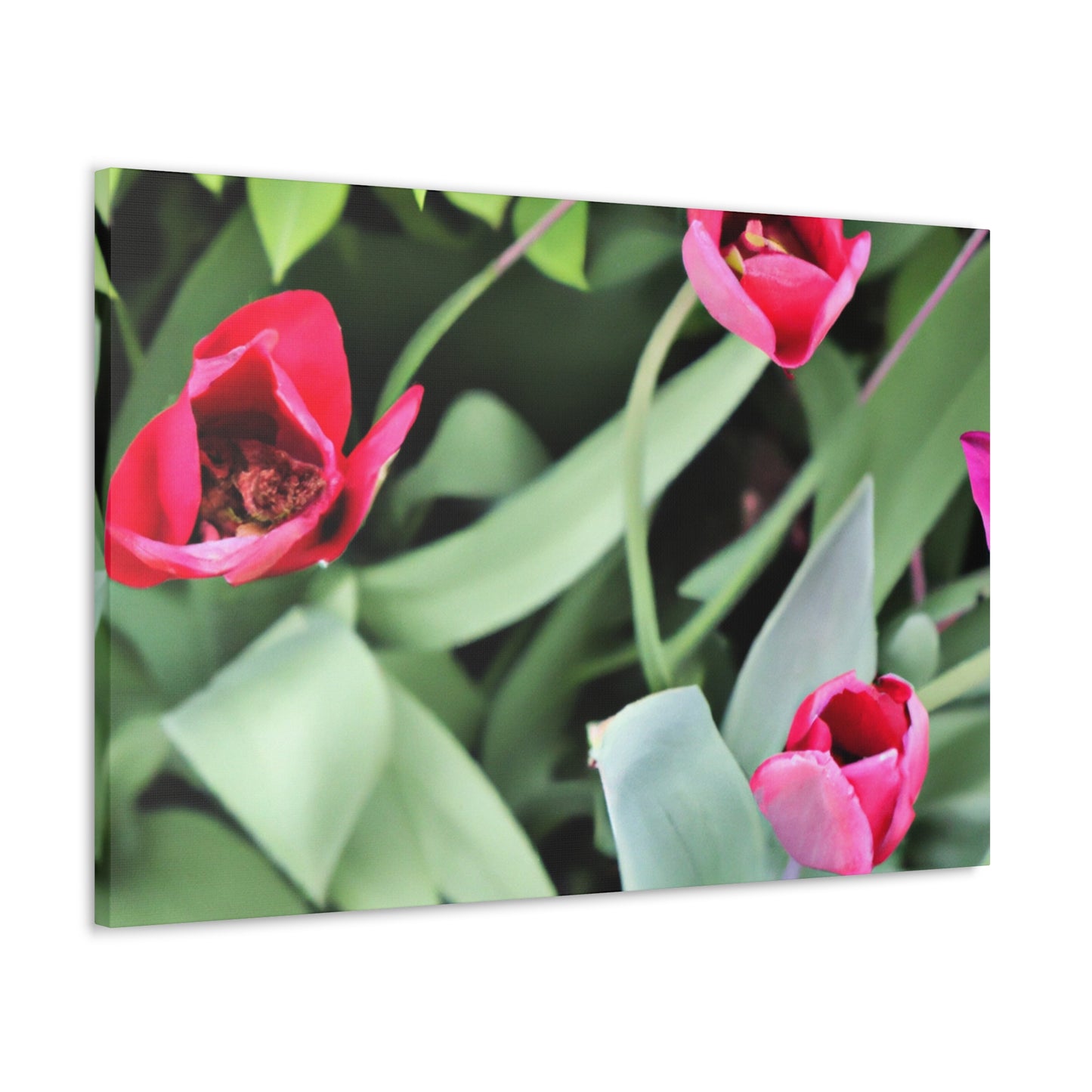 Pink Pop Ups - Canvas - Floral