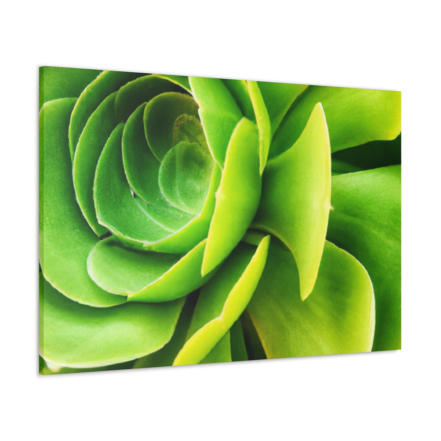 Neon Life. - Canvas - Succulent