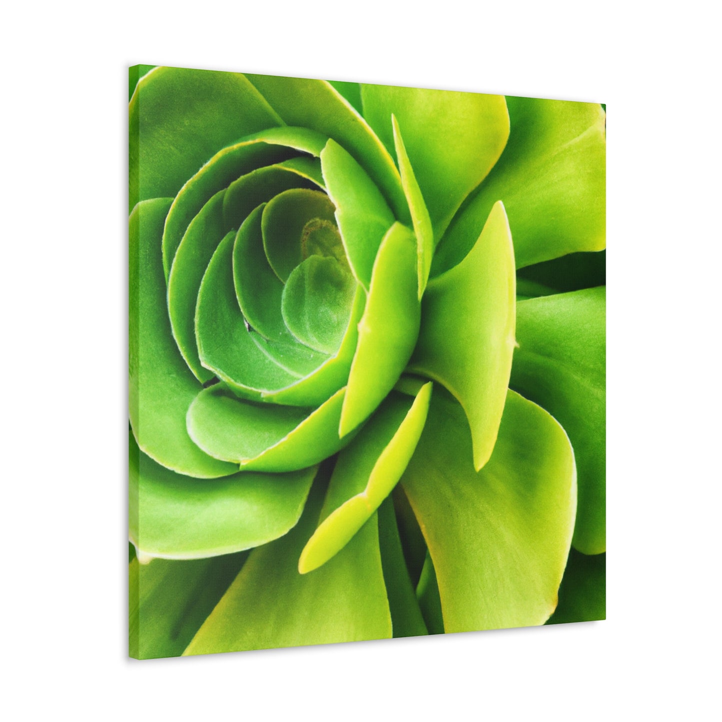 Neon Life. - Canvas - Succulent