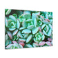 Green Beauties - Canvas - Succulent
