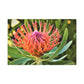 Floral Scroll Garden Print - Canvas - Floral