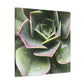 "Garden of Plenty." - Canvas - Succulent