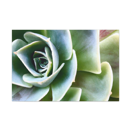 Garden of Delights - Canvas - Succulent