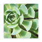 "Garden Gala" - Canvas - Succulent