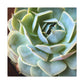 "Blooming Garden" - Canvas - Succulent