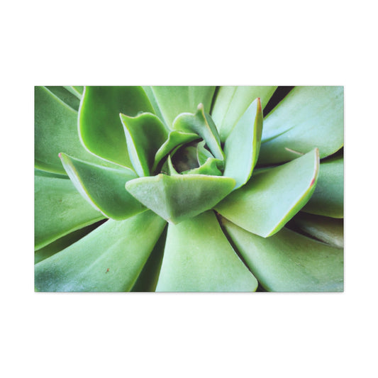 "Garden Paradise" - Canvas - Succulent