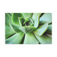 "Garden Paradise" - Canvas - Succulent