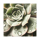 Neutral Close Up - Canvas - Succulent