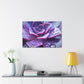 Purple Splendor - Canvas - Succulent