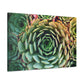 Aphrodite's Flight. - Canvas - Succulent