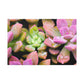 Blooming Garden Delight - Canvas - Succulent