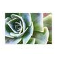 Garden of Delights - Canvas - Succulent