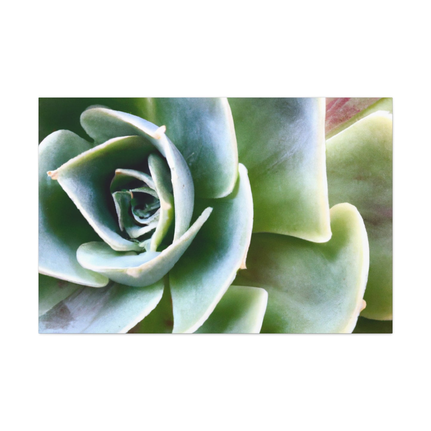 Garden of Delights - Canvas - Succulent