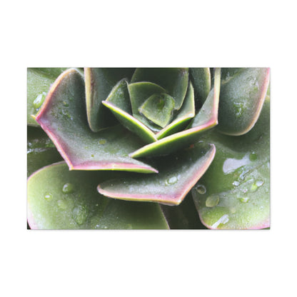 "Garden of Plenty." - Canvas - Succulent