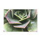 "Garden of Plenty." - Canvas - Succulent