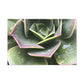 "Garden of Plenty." - Canvas - Succulent