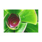 Pandora of the Underworld - Canvas - Succulent