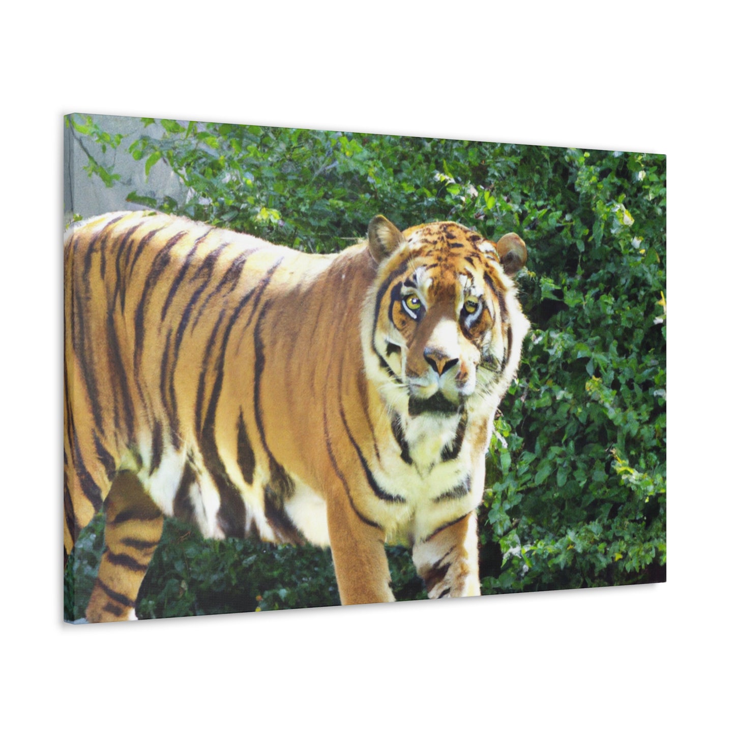 Fuzzy Flounder - Canvas - Wildlife