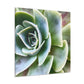 Garden of Delights - Canvas - Succulent