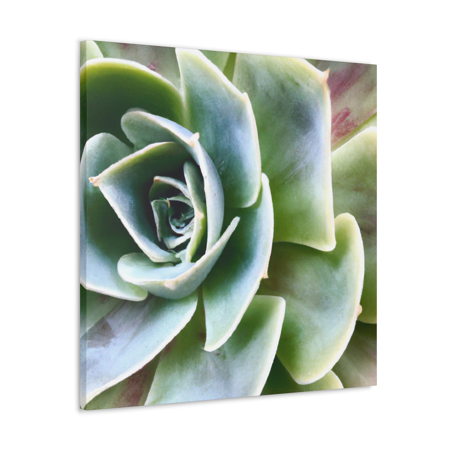 Garden of Delights - Canvas - Succulent