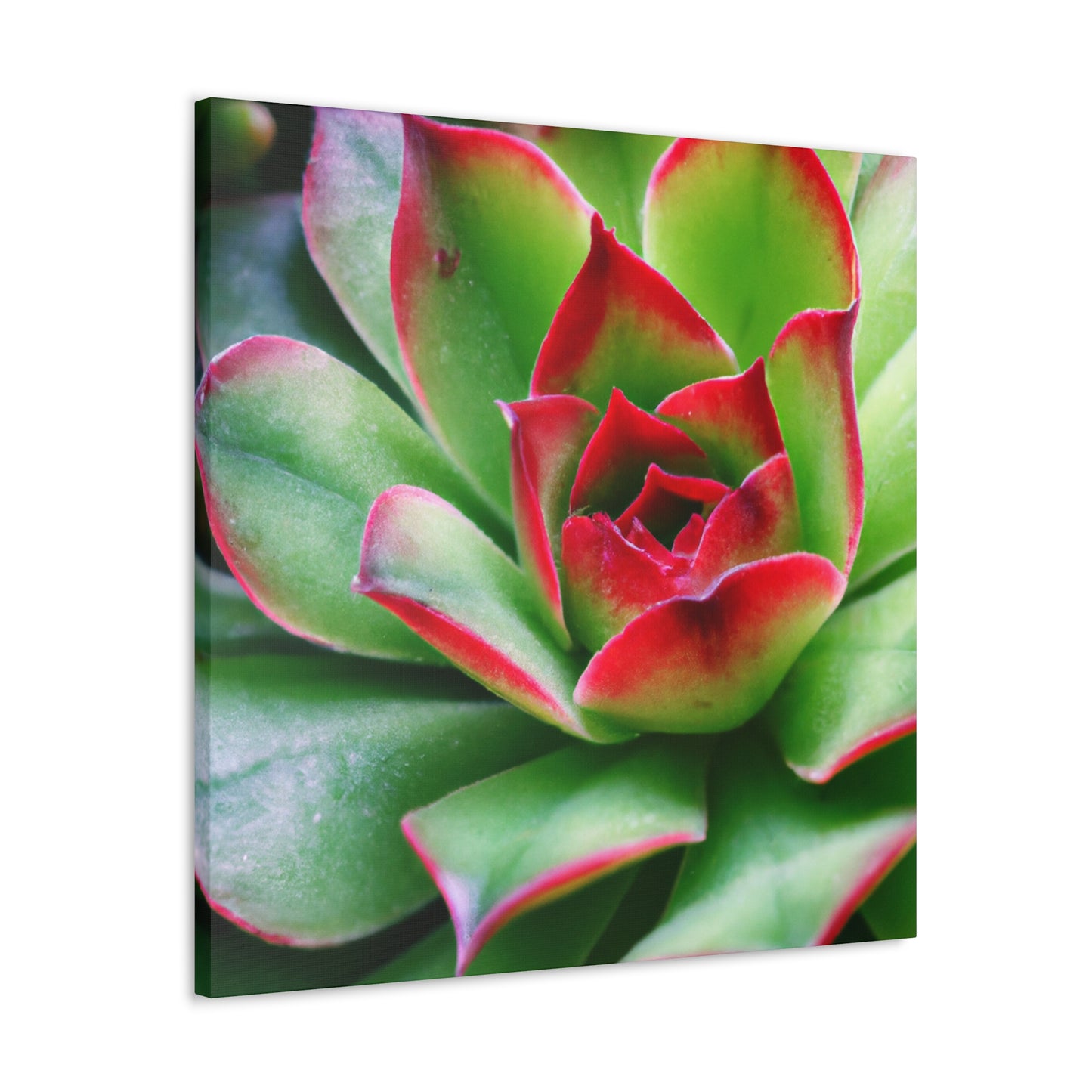 Ariadne of the Red Thread. - Canvas - Succulent