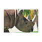 Rhino Head - Canvas - Wildlife