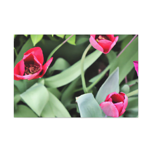 Pink Pop Ups - Canvas - Floral