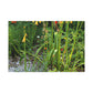 Blooming Floral Garden - Floral Canvas
