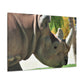 Rhino Head - Canvas - Wildlife