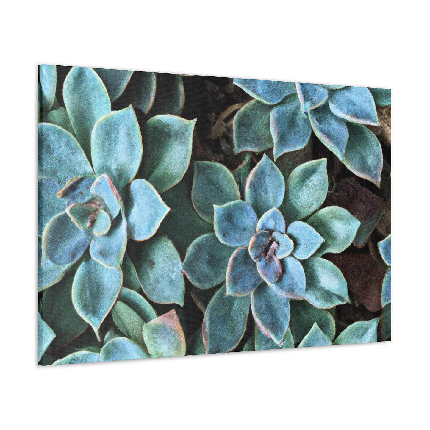 Green Paradise. - Canvas - Succulent