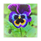 "Garden Secrets Revealed" - Canvas - Floral