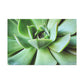 "Garden Paradise" - Canvas - Succulent