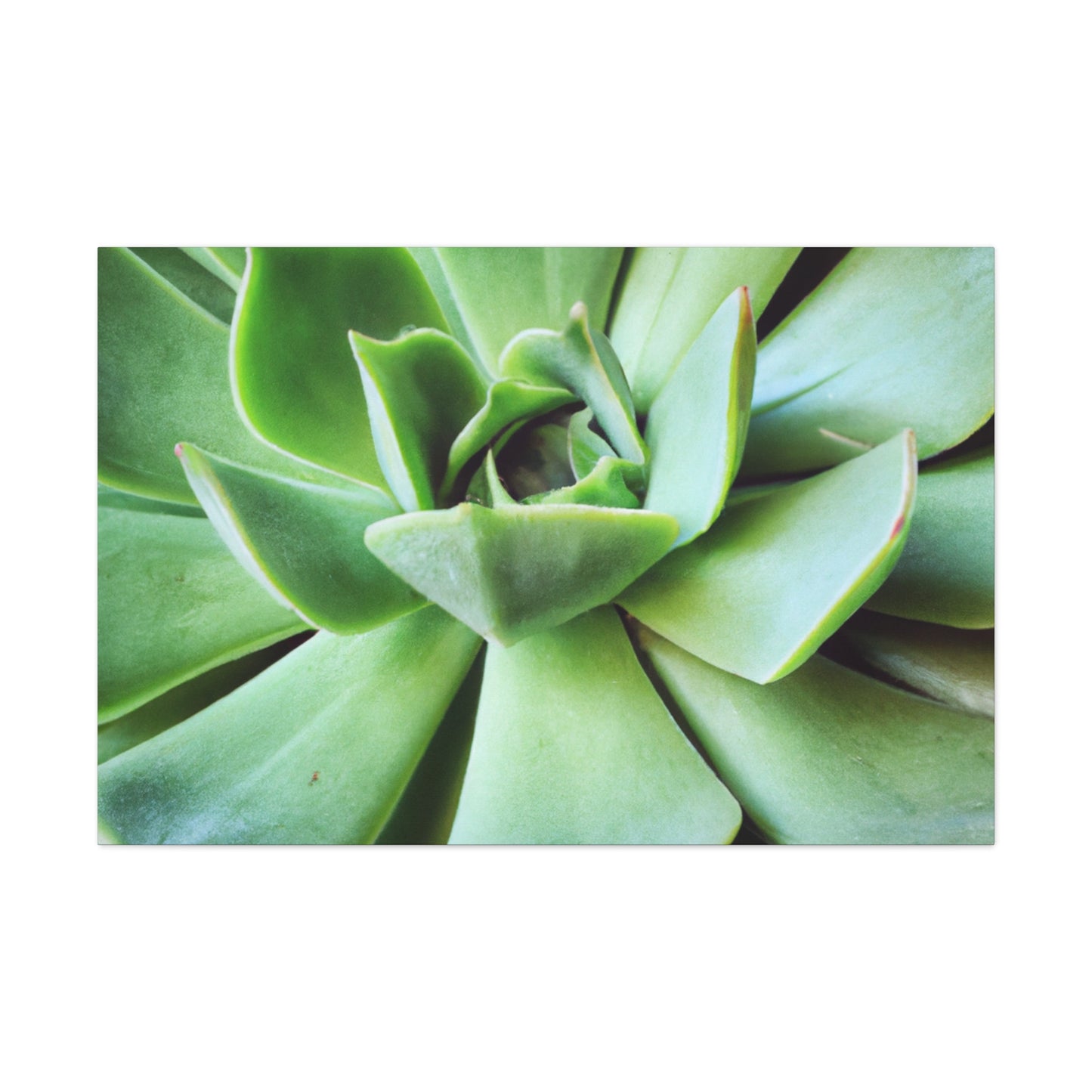 "Garden Paradise" - Canvas - Succulent