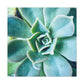Irisaurus. - Canvas - Succulent