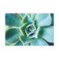 Irisaurus. - Canvas - Succulent