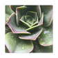 "Garden of Plenty." - Canvas - Succulent
