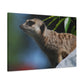 Peekaboo Crittter- Canvas - Wildlife