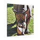 Climbing Zorton! - Canvas - Wildlife