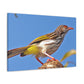 Scalecrawler - Wildlife Canvas