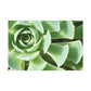 "Garden Gala" - Canvas - Succulent