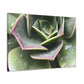 "Garden of Plenty." - Canvas - Succulent