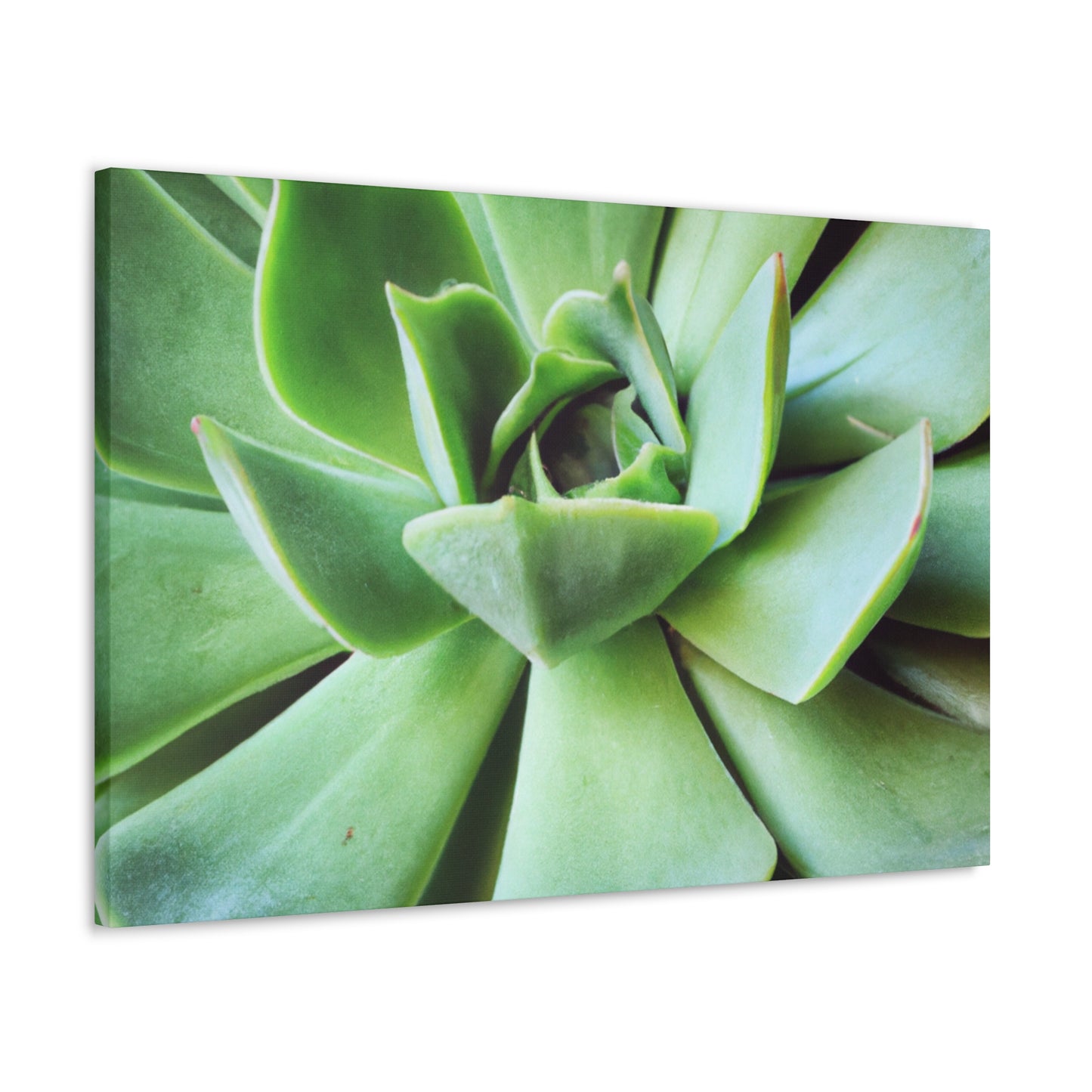 "Garden Paradise" - Canvas - Succulent
