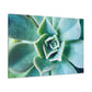 Irisaurus. - Canvas - Succulent