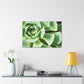 "Garden Gala" - Canvas - Succulent