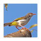 Scalecrawler - Wildlife Canvas