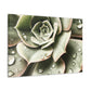 Neutral Close Up - Canvas - Succulent