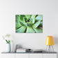 "Garden Paradise" - Canvas - Succulent