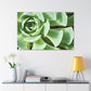 "Garden Gala" - Canvas - Succulent
