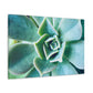 Irisaurus. - Canvas - Succulent
