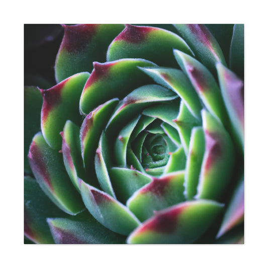 "Flowering Patio" - Canvas - Succulent